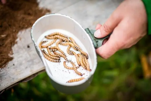 Schüssel mit essbaren Insekten auf einem Tisch, Hand hält die Schüssel