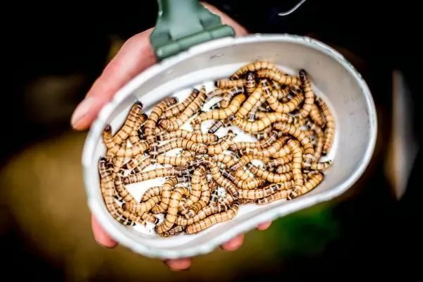 Schüssel mit zahlreichen essbaren Insektenlarven in einer Hand