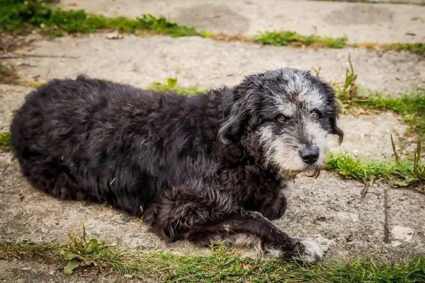 Schwarzer, wuscheliger Hund liegt entspannt auf einem Gehweg zwischen Gras