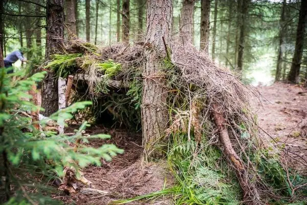 Tarp-Notunterkunft aus Ästen und Laub zwischen Bäumen im Wald
