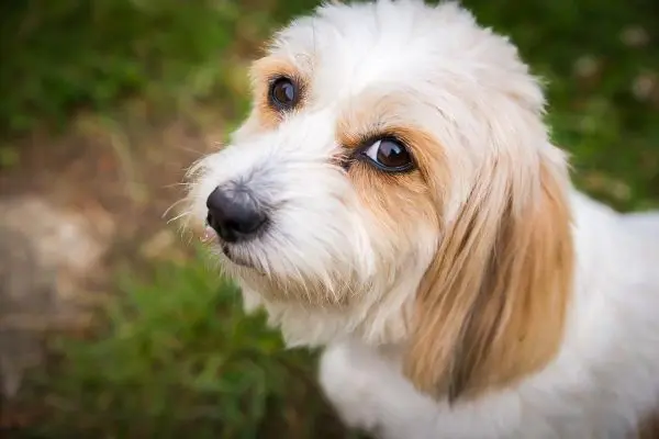 Weißer Hund mit braunen Flecken schaut in die Kamera