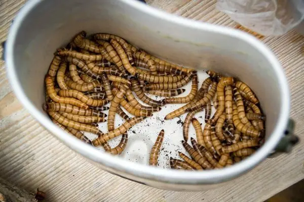 Behälter mit zahlreichen getrockneten Insektenlarven auf einem Holzuntergrund