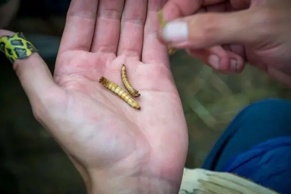 Drei Larven liegen in einer offenen Hand, während eine weitere Larve gehalten wird