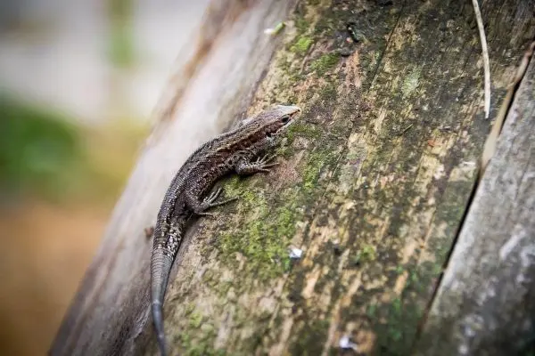 Eidechse krabbelt über eine moosbedeckte Baumrinde