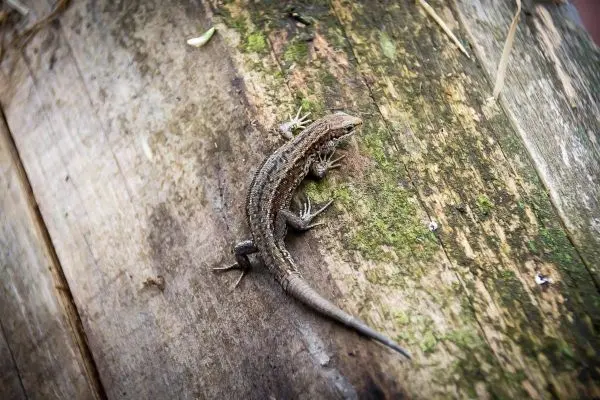 Eidechse krabbelt über eine moosbedeckte Holzoberfläche