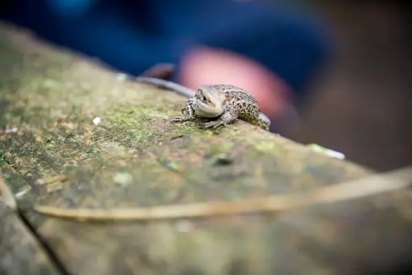 Eidechse sitzt auf einem Holzstamm im Wald
