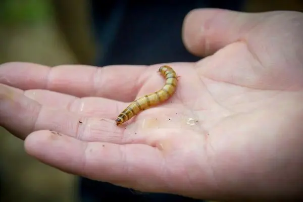 Eine Hand hält eine kleine, gestreifte Raupe