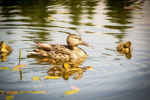 Enten schwimmen im Wasser, umgeben von Wasserpflanzen