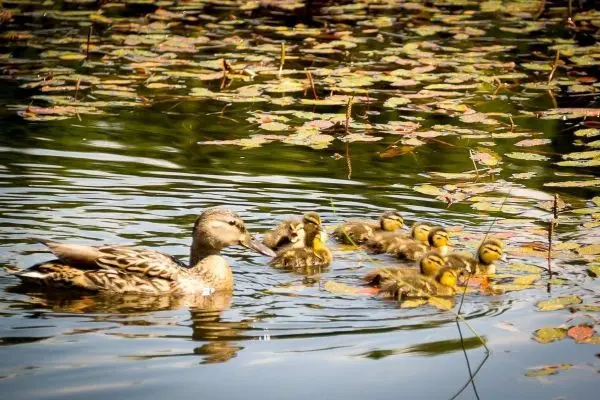 Enten schwimmen mit Küken zwischen Wasserpflanzen