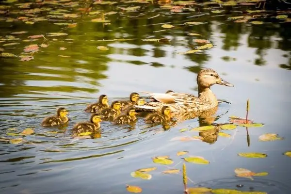 Entenfamilie schwimmt durch ruhiges Wasser zwischen Wasserpflanzen