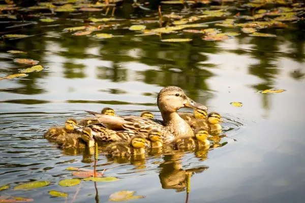 Entenfamilie schwimmt durch ruhiges Wasser zwischen Wasserpflanzen