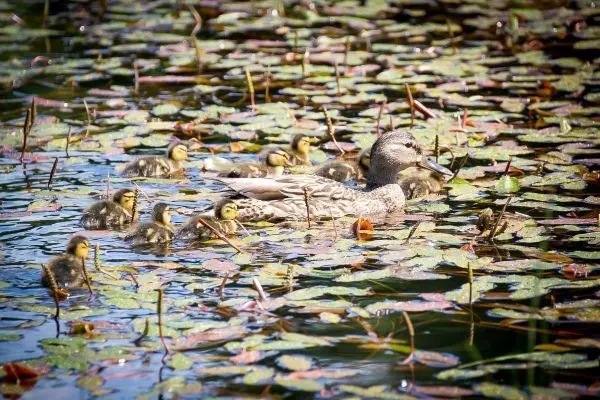 Entenfamilie schwimmt zwischen Seerosenblättern auf ruhigem Wasser