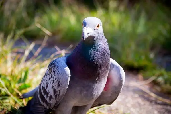 Graue Taube steht auf dem Boden zwischen grünem Gras