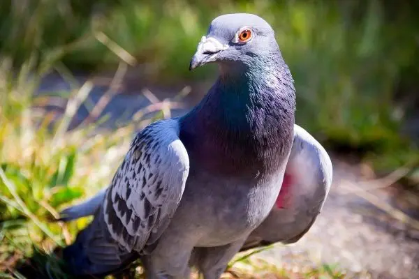 Graue Taube steht auf dem Boden zwischen grünem Gras