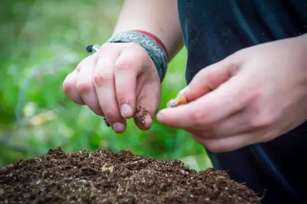 Hände entnehmen Erde aus einem kleinen Haufen