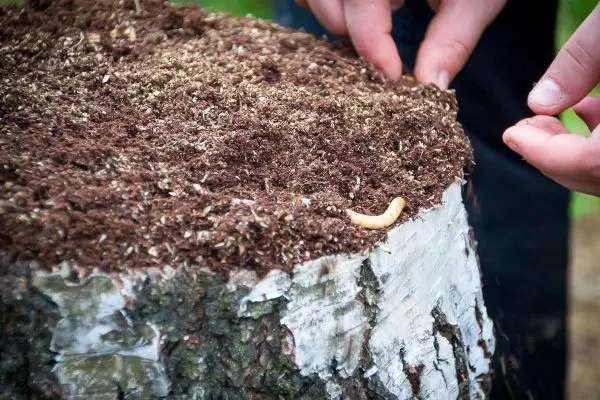 Hände untersuchen einen Baumstumpf mit Erde und einem Wurm