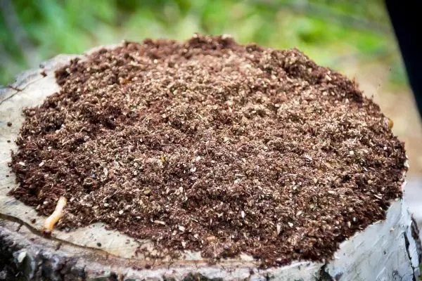 Haufen aus zerkleinertem Holz auf einem Baumstumpf