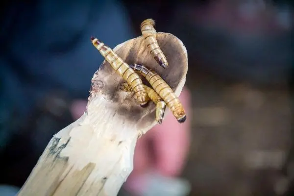 Holzlöffel mit mehreren Insektenlarven darauf