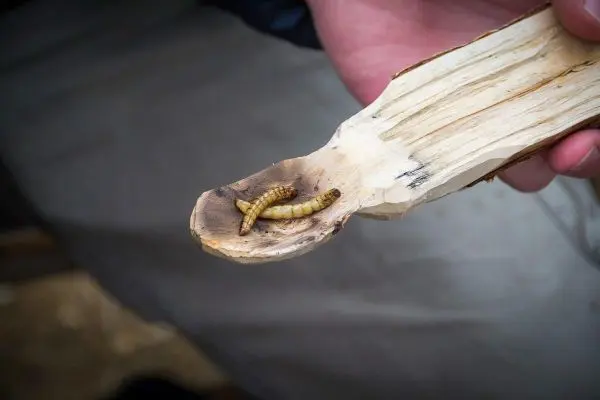 Holzlöffel mit zwei Insektenlarven darauf