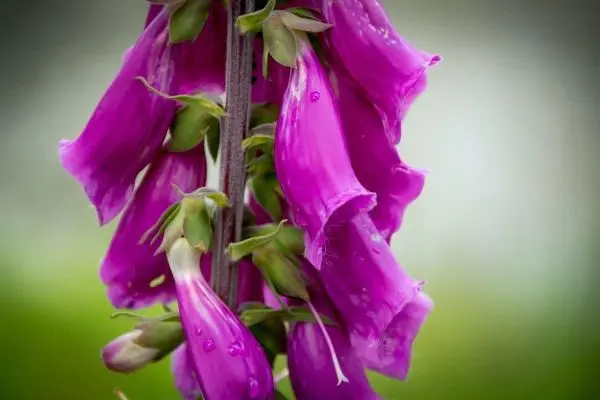 Lila Blüten hängen an einem Stängel mit grünen Blättern