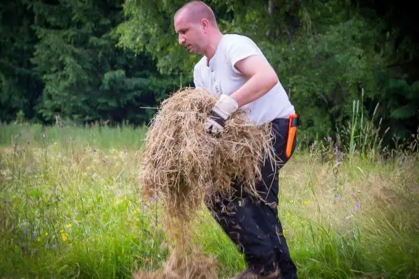 Mann hebt eine Handvoll trockenes Gras in einer Wiese