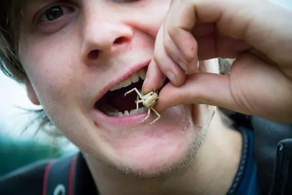 Mund hält einen Insektenkäfer, während die andere Hand ihn greift