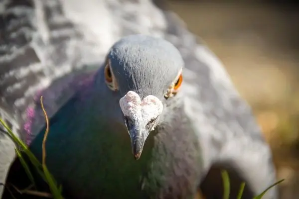 Nahaufnahme einer Taube mit grauem Gefieder und orangefarbenen Augen