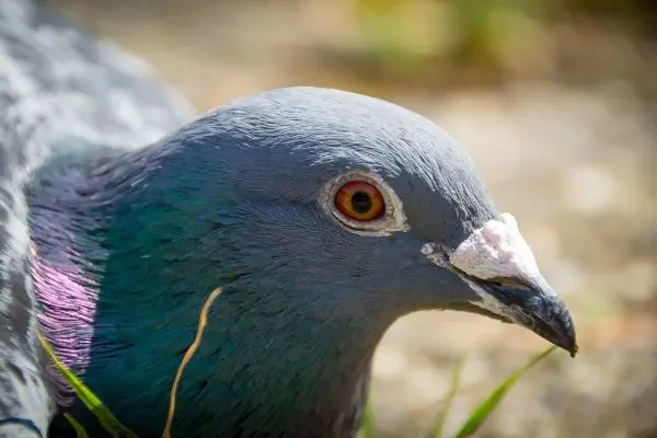 Nahaufnahme eines Taubenkopfes mit grauem Gefieder und orangefarbenem Auge