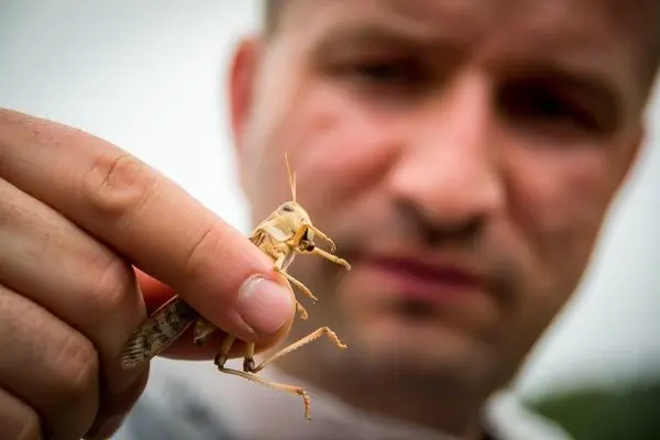 Person hält eine Heuschrecke in der Hand