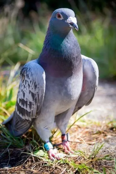 Taube steht auf dem Boden, mit bunten Ringen an den Beinen