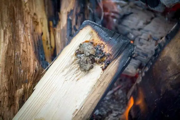 Zunder glimmt auf einem Holzstück neben einem kleinen Feuer