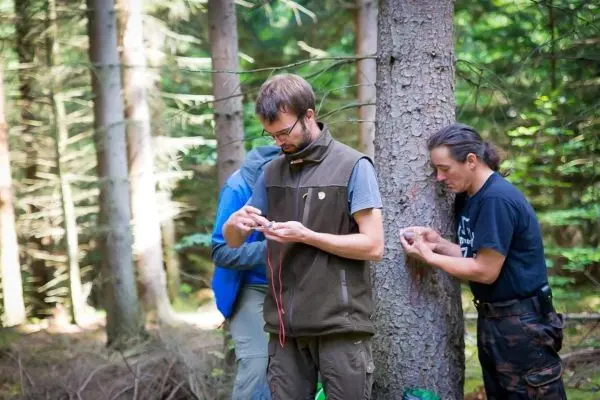 Drei Personen arbeiten an einer Schnur zwischen Bäumen im Wald