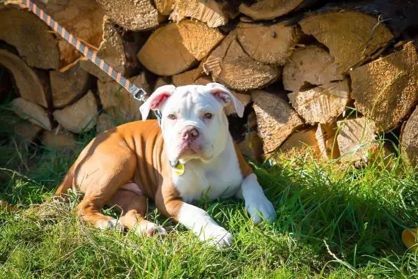 Hund liegt im Gras vor einem Holzstapel