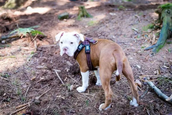 Hund mit Geschirr steht im Wald auf dem Boden aus Laub und Erde