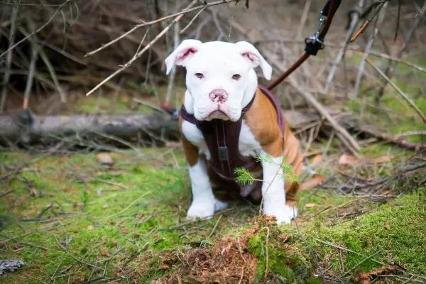 Hund sitzt auf moosbedecktem Boden im Wald, mit Geschirr und Leine
