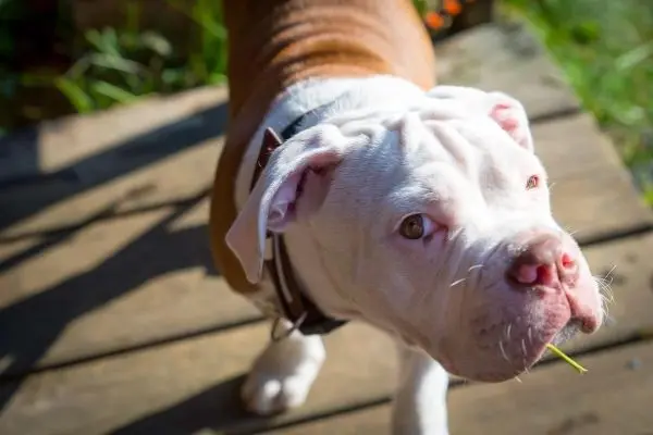 Hund steht auf Holzuntergrund und schaut zur Kamera
