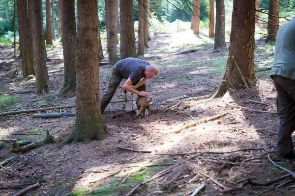 Mann beugt sich zu einem Hund im Wald zwischen Bäumen