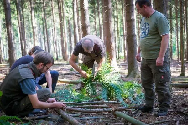 Personen bauen eine Struktur aus Ästen und Farnen im Wald