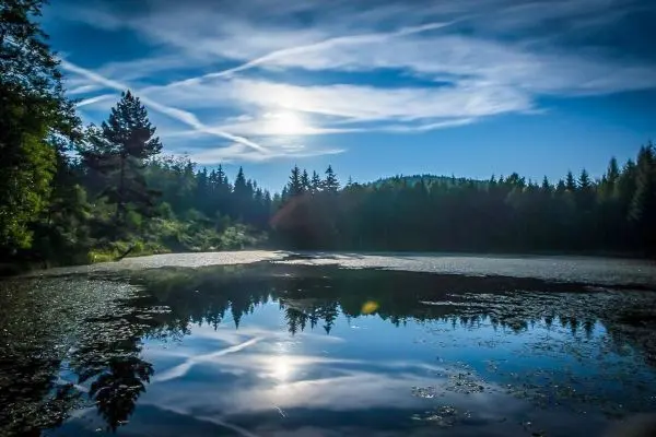 Spiegelung von Bäumen und Himmel auf ruhigem Wasser eines Teiches