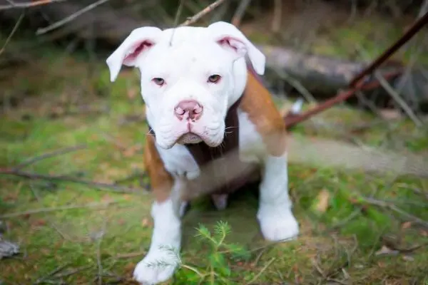 Welpe sitzt auf grünem Boden zwischen Ästen und Pflanzen