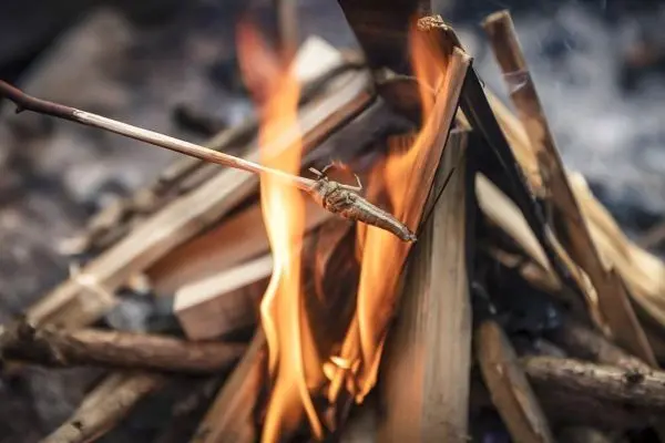 Ein Stock mit einem Insekt wird über einem Feuer gehalten