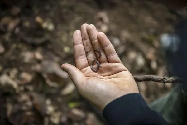 Ein Wurm liegt in der offenen Hand, umgeben von Laub