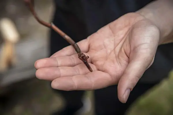 Eine Hand hält einen kleinen Ast mit einer Knospe