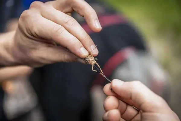 Hände halten eine kleine Insektenlarve, die an einem Angelhaken befestigt wird