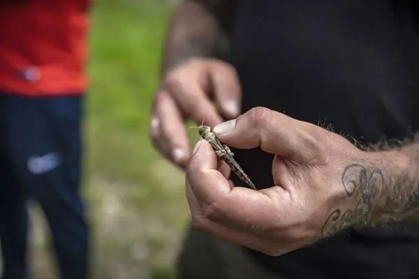 Hand hält eine Heuschrecke, während eine andere Person im Hintergrund steht