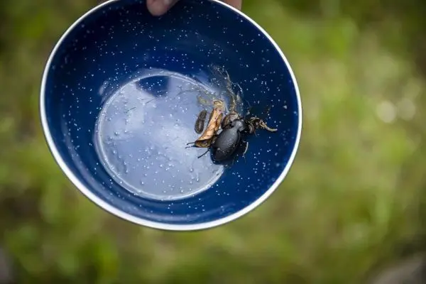 Person hält eine Schüssel mit Käfern und Insekten
