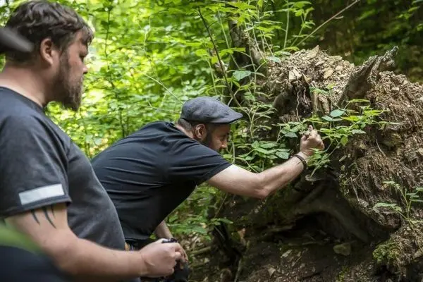 Person untersucht Pflanzen an einem Baumstumpf im Wald