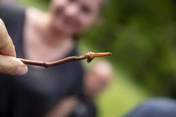 Zweig mit angespitztem Ende wird in der Hand gehalten
