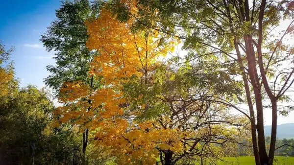 Bunte Blätter an Bäumen im Herbstlicht vor blauem Himmel
