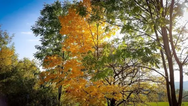 Bunte Blätter an Bäumen im Herbstlicht vor blauem Himmel